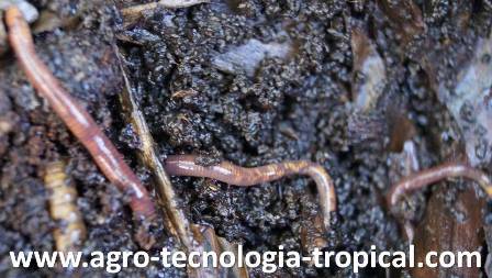 Las lombrices de tierra bajan la densidad aparente al abrir macroporos en el suelo
